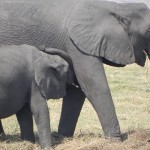 Mama and baby elephant