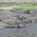 Hippos on the Chobe