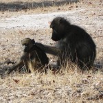 grooming baboons
