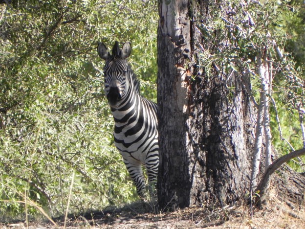 hiding zebra