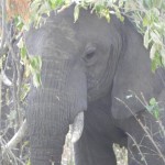 elephant hiding