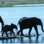 elephants to water